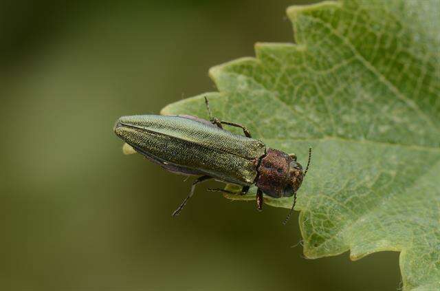 Image of Agrilus