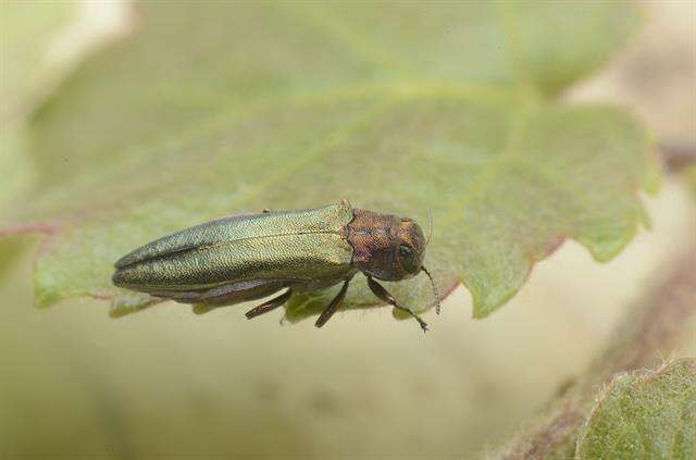 Image of Agrilus