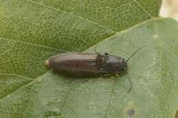 Слика од <i>Athous haemorrhoidalis</i>