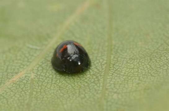 Image of Twice-stabbed Lady Beetles