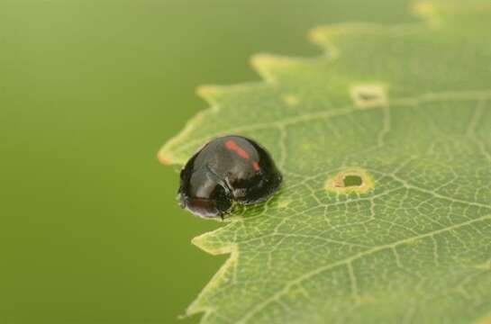 Image of Twice-stabbed Lady Beetles