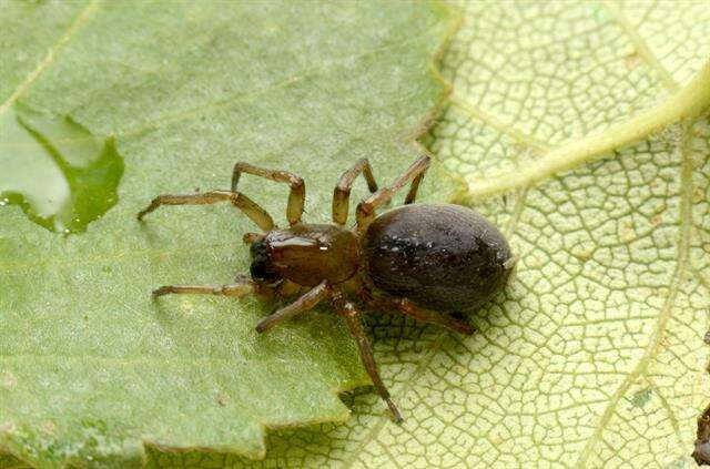 Image of sac spiders