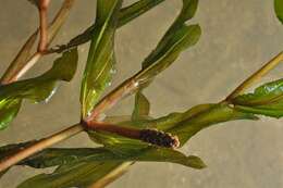 Image of <i>Potamogeton</i> lucens × Potamogeton <i>perfoliatus</i>
