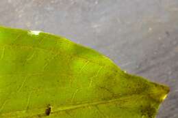 Image of <i>Potamogeton</i> lucens × Potamogeton <i>perfoliatus</i>