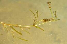 Image of Flat-stalked Pondweed