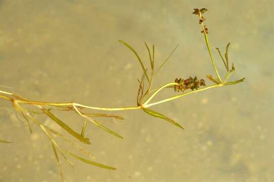 Imagem de Potamogeton friesii Rupr.