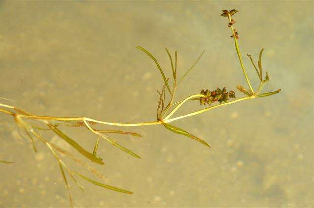 Image of Flat-stalked Pondweed