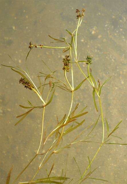 Image of Flat-stalked Pondweed