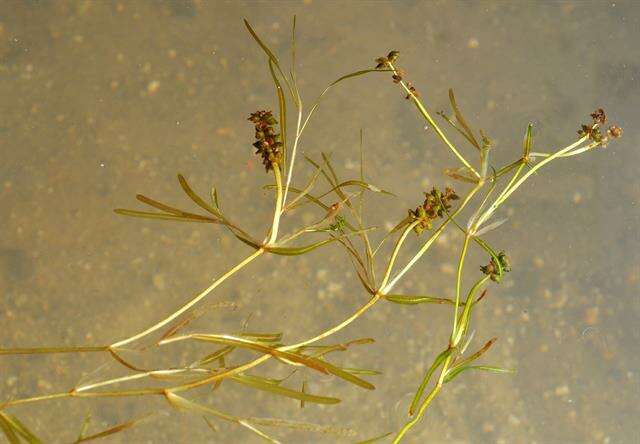 Image of Flat-stalked Pondweed