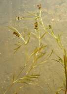 Image of Flat-stalked Pondweed