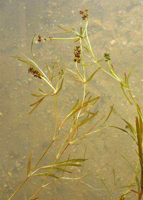 Image of Flat-stalked Pondweed