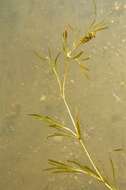 Image of Flat-stalked Pondweed