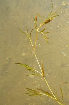 Image of Flat-stalked Pondweed