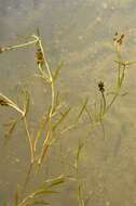 Image of Flat-stalked Pondweed