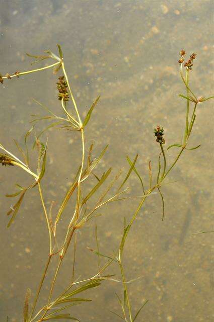 Image of Flat-stalked Pondweed