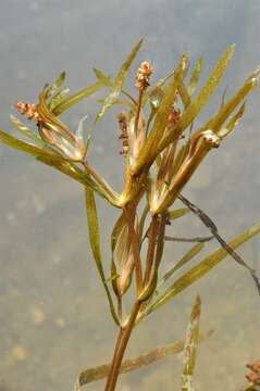 Image of <i>Potamogeton</i> acutifolius × Potamogeton <i>compressus</i>