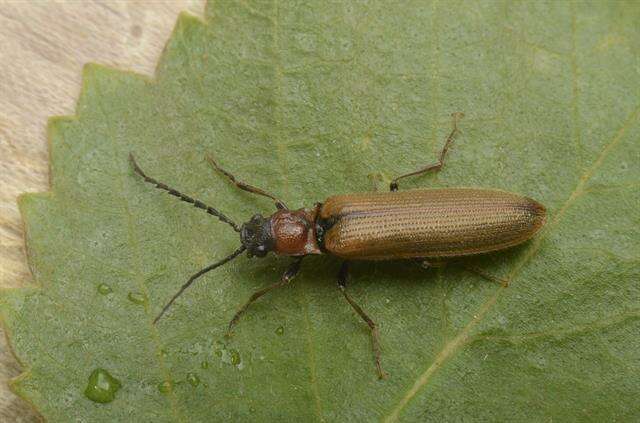 Слика од <i>Denticollis linearis</i>