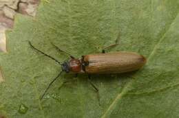 Image of <i>Denticollis linearis</i>