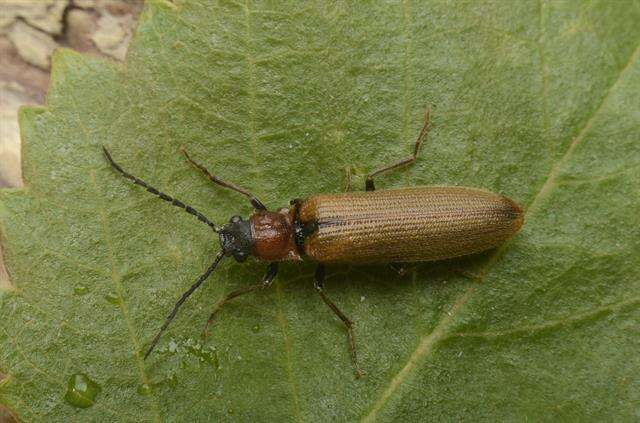 Image of <i>Denticollis linearis</i>