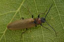 Image of <i>Denticollis linearis</i>