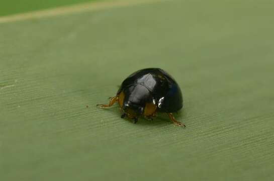 Image of <i>Exochomus nigromaculatus</i>