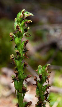 Image of bluntleaved orchid