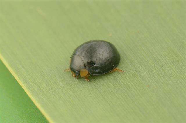 صورة <i>Exochomus nigromaculatus</i>