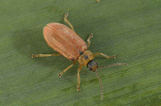 Image of <i>Galerucella lineola</i>