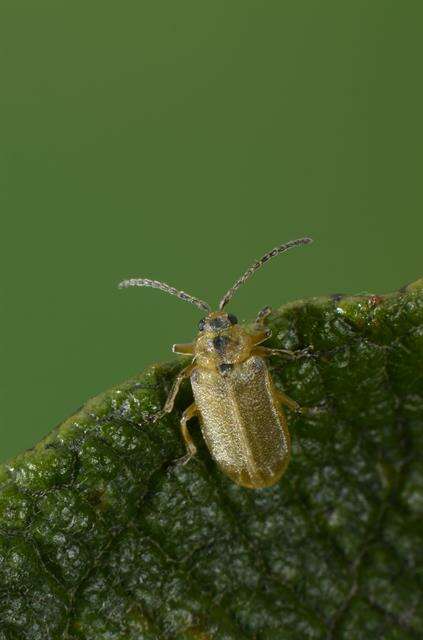 Image of <i>Galerucella lineola</i>