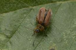 Image of <i>Galerucella lineola</i>