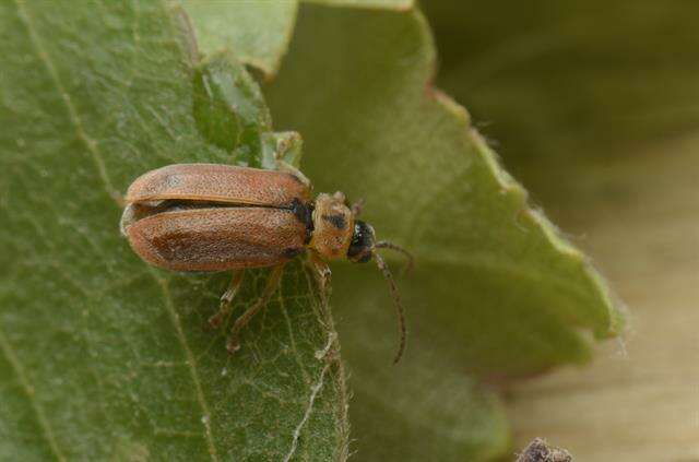 Image of <i>Galerucella lineola</i>