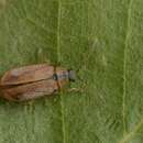 Image of <i>Galerucella lineola</i>