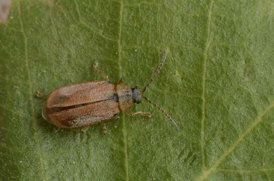 Image of <i>Galerucella lineola</i>