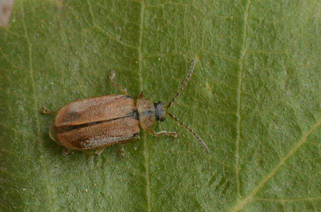 Image of <i>Galerucella lineola</i>