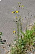 Image of Hieracium rebildense Wiinst.