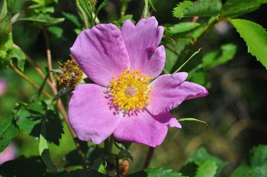 Plancia ëd Rosa virginiana J. Herrmann