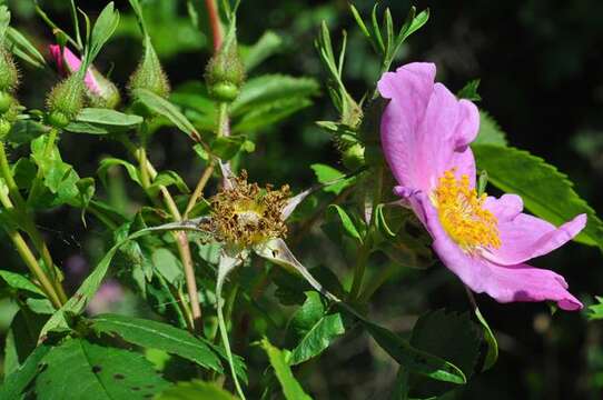 Rosa virginiana J. Herrmann resmi