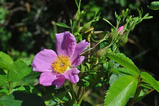 Plancia ëd Rosa virginiana J. Herrmann