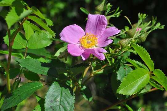 Rosa virginiana J. Herrmann resmi