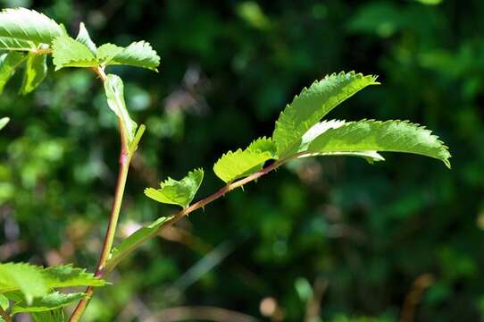 Rosa virginiana J. Herrmann resmi