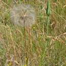 Image de Tragopogon minor Mill.