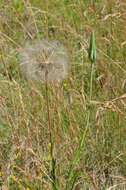 Image de Tragopogon minor Mill.