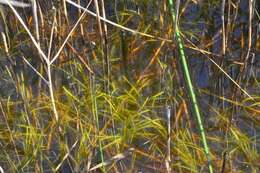 Image of Least Bur-reed