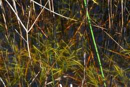 Image of Least Bur-reed