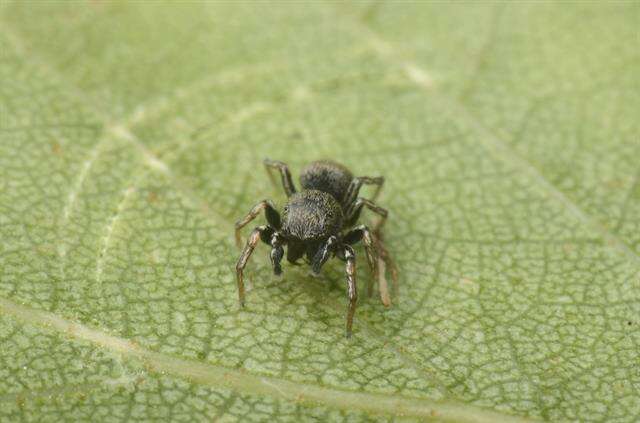 Image of Heliophanus flavipes (Hahn 1832)