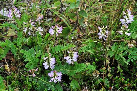 Image of alpine milkvetch