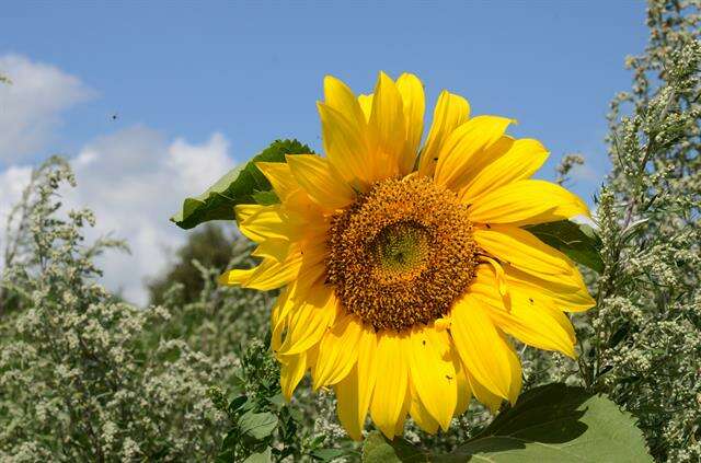 Image of sunflowers