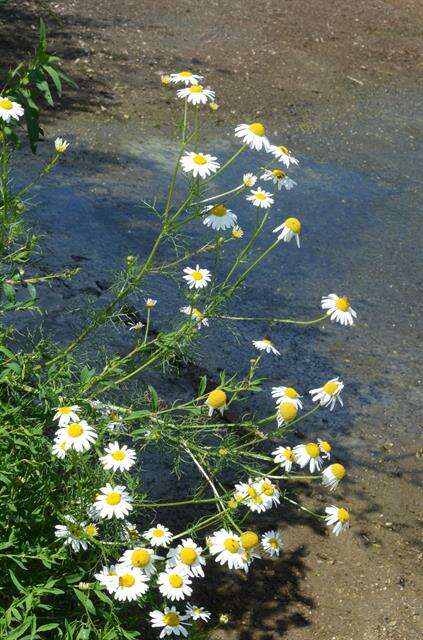 Image of mayweed