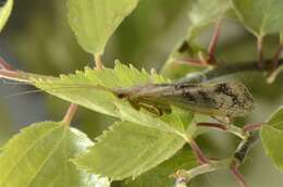 Imagem de Limnephilus flavicornis (Fabricius 1787)