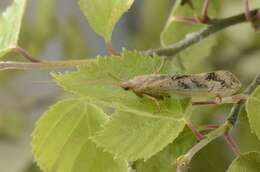 Image of Limnephilus flavicornis (Fabricius 1787)